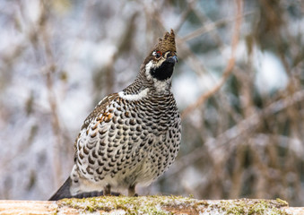  Grouse