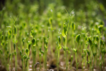 Peas micro green confetti macro home growing photo. Raw food inspiration.