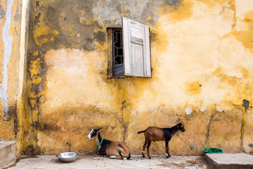 Goats in front of old yellow wall house 