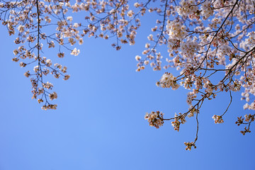 山梨県 勝沼ぶどう郷の甚六桜	