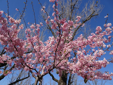 満開 桜 写真