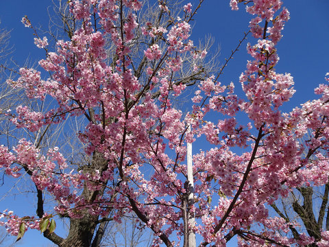 満開 桜 写真