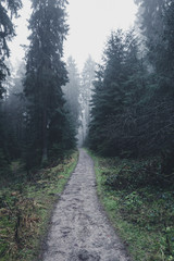 Fototapeta premium Foggy Forest