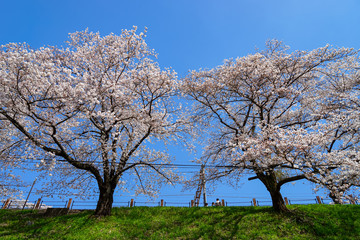 山梨県 勝沼ぶどう郷の甚六桜