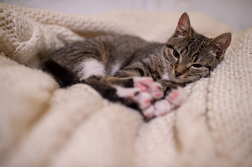 Beautiful and very cute striped pet cat lies and sleeps on the coverlet