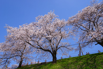 Fototapeta premium 山梨県 勝沼ぶどう郷の甚六桜