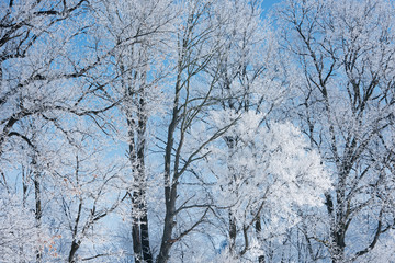 Fototapeta premium Winter landscape of frosted trees in a rural setting, Michigan, USA