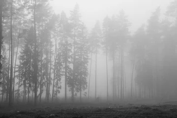 Fotobehang Betoverde Bos  A forest in fog, a mysterious forest  © szczepank