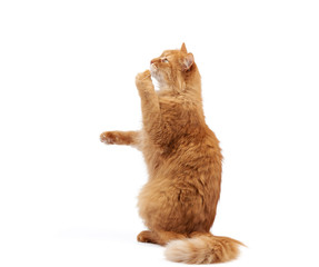 adult fluffy red cat sits on its hind legs, front paws pulls up