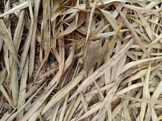 closeup of straw