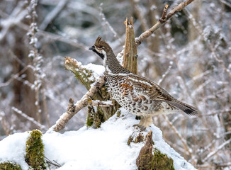  Grouse