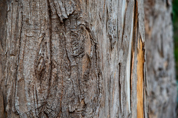 bark of a tree
