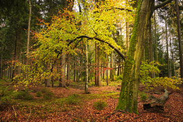 Herbstwald