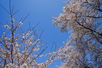 山梨県 勝沼ぶどう郷の甚六桜
