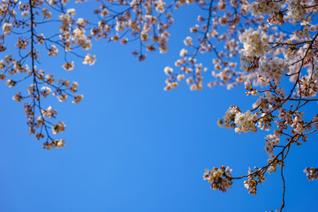 山梨県 勝沼ぶどう郷の甚六桜