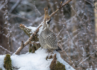  Grouse