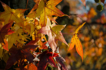 closeup on autumn leaves with sunlight
