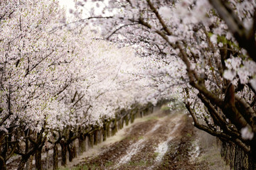 rows of lushly flowering white-flowered fruit trees. Cherry, apricot, plum almond orchard.