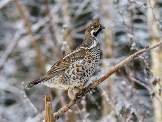  Grouse