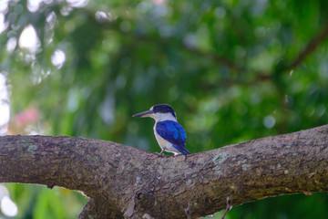 Australia Birds and animals