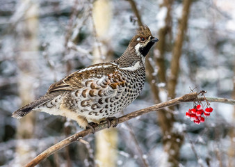  Grouse