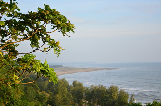 Tree On The Beach Cox's Bazar Seabeach