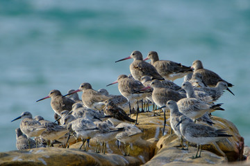 Australia Birds and animals