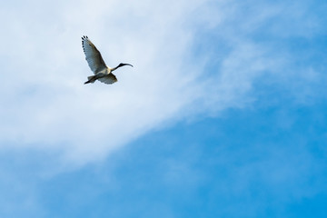 Australia Birds and animals