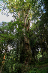 Fototapeta na wymiar The big tree in Alishan national park at taiwan