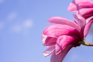 Pink magnolia flowers on sky background close-up
