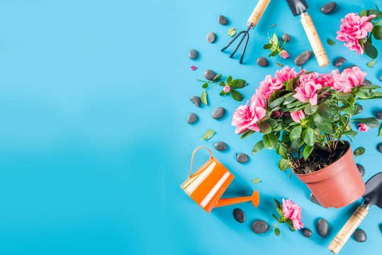 Home Gardening Flatlay, Greenhouse Concept. Indoor Flower Garden, Small Plant Pots With Gardening Tools. Above, Creative Flat Lay Pattern On Turquoise, Aquamarine Backdrop