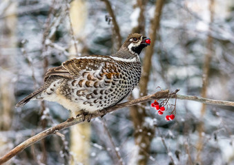  Grouse