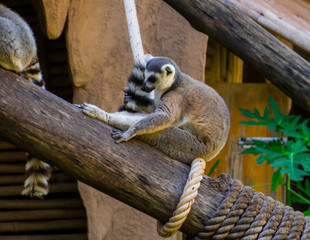 Monkey squirrels in zoo park