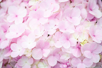 Hydrangea macrophylla, Hortensia flowers background