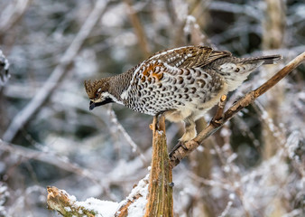  Grouse