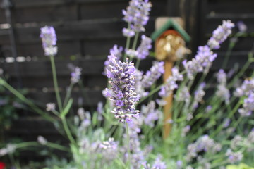 duftender Lavendel