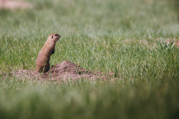 Ground squirrel in summer hiding in the garden. 