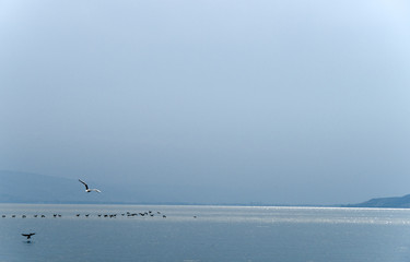Sea of Galilee - calm, birds, nice view, Israel