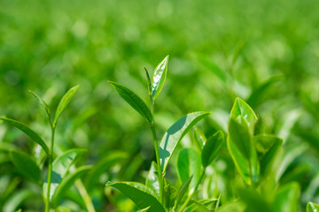 Oolong Tea Leaves in tea field