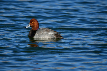 duck in the water