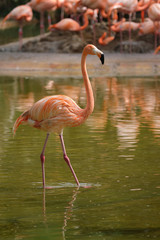 American flamingo Phoenicopterus ruber bird