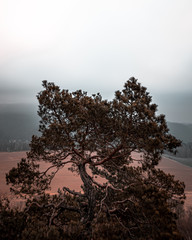 Wanderung zur Kaiserkrone mit Nebel Sächsische Schweiz