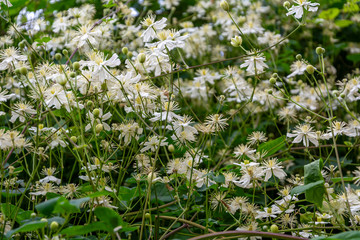 Frost-resistant clematis vine, lomonos