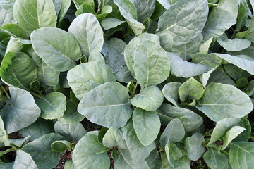 A close-up view of Chinese kale or Chinese broccoli with large, bright green leaves Planted in an organic garden at the back of the house to find ideas for growing vegetables for healthy cooking. 