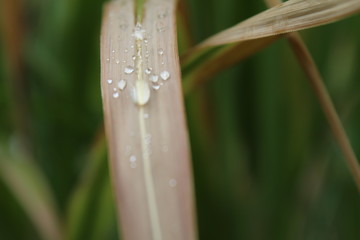 Wassertropfen auf Blatt