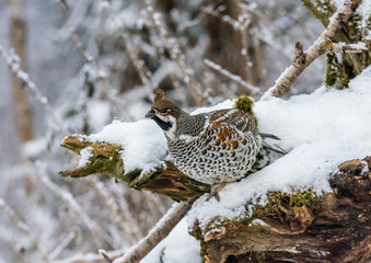  Grouse