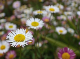 closeup white petals and  yellow pollen of daisies  and pink daisies in the meadow