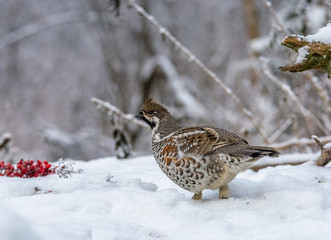  Grouse