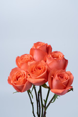 Isolated bunch of orange roses on white background. Gift and Valentines day concept.