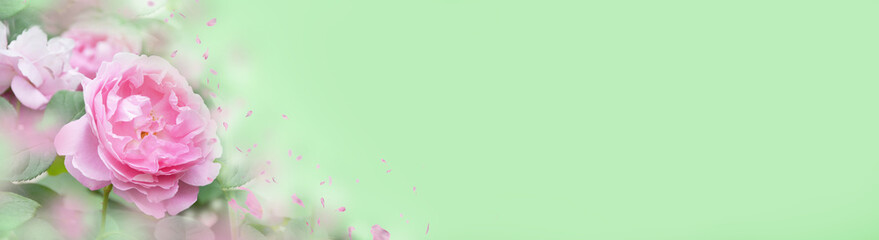 Pink rose on green background greeting card. Happy Mothers Day Background -- Greeting Card -- Panorama, Banner
